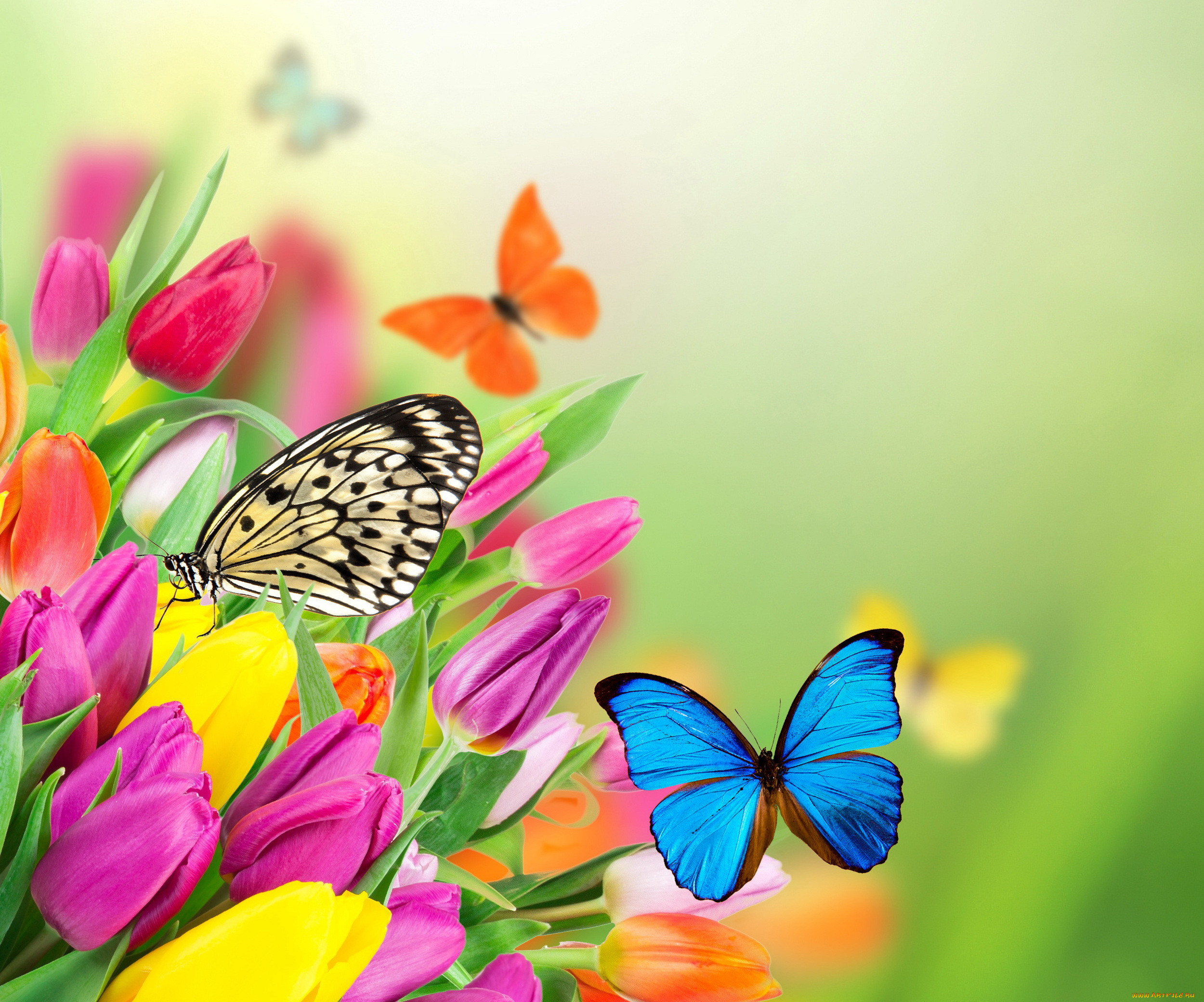,  , purple, , butterflies, , , , beautiful, yellow, fresh, tulips, spring, colorful, flowers